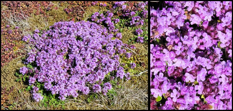 C (298) Moss Campion.JPG